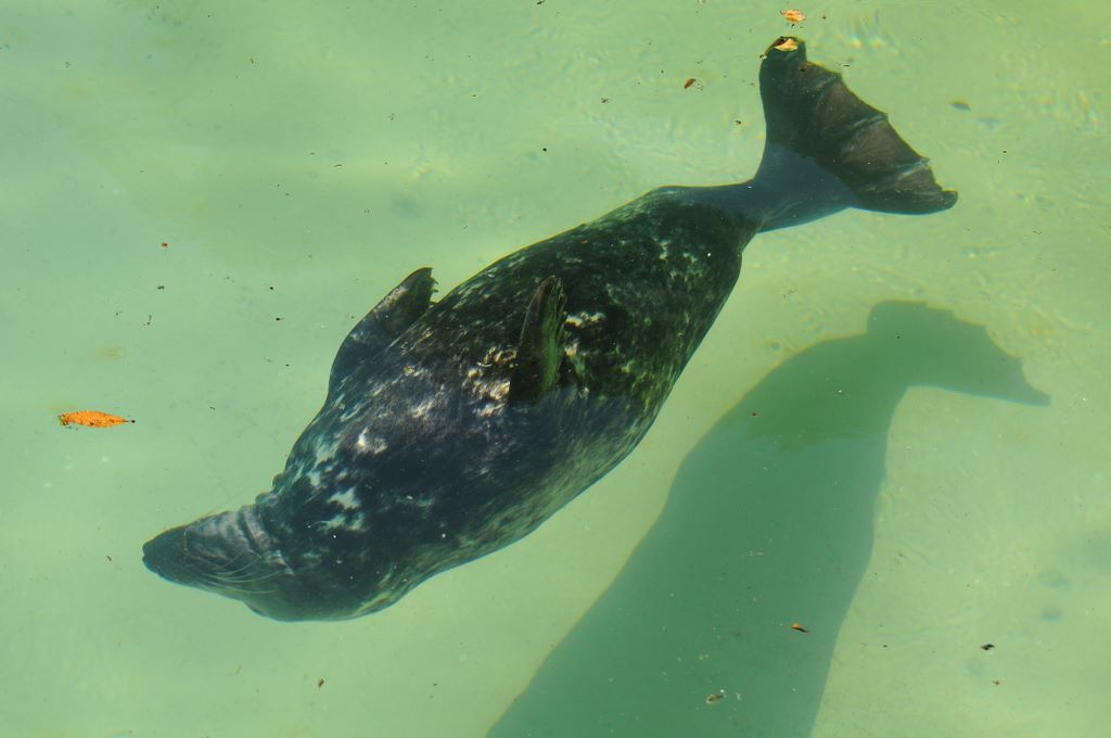 Un'otaria della California (spesso confusa con una foca) nuota agilmente sott'acqua nella sua vasca al Bioparco di Roma.