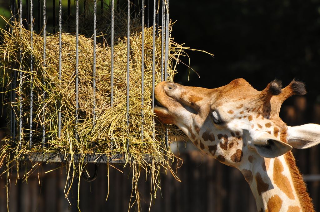 Una giraffa dal manto reticolato si sporge per mangiare da un ramo, mostrando il suo lungo collo, al Bioparco di Roma.