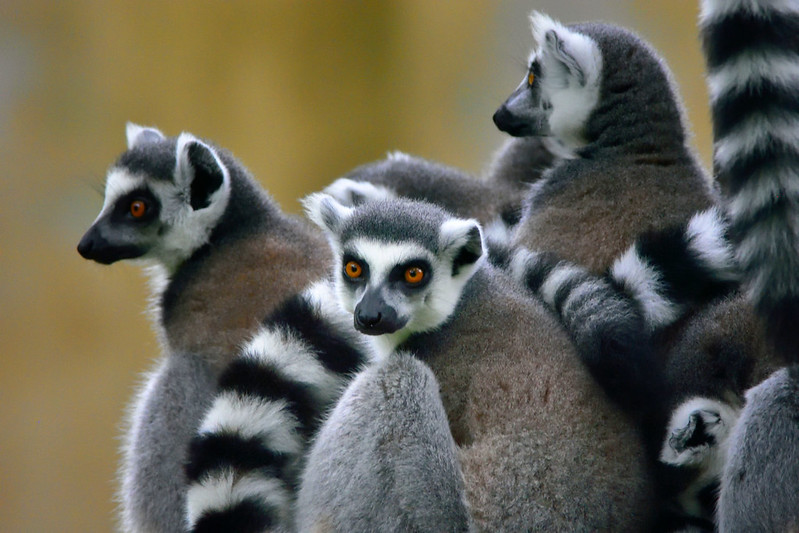Un gruppo di lemuri catta con la loro caratteristica coda ad anelli bianchi e neri, seduti su un tronco al Bioparco.