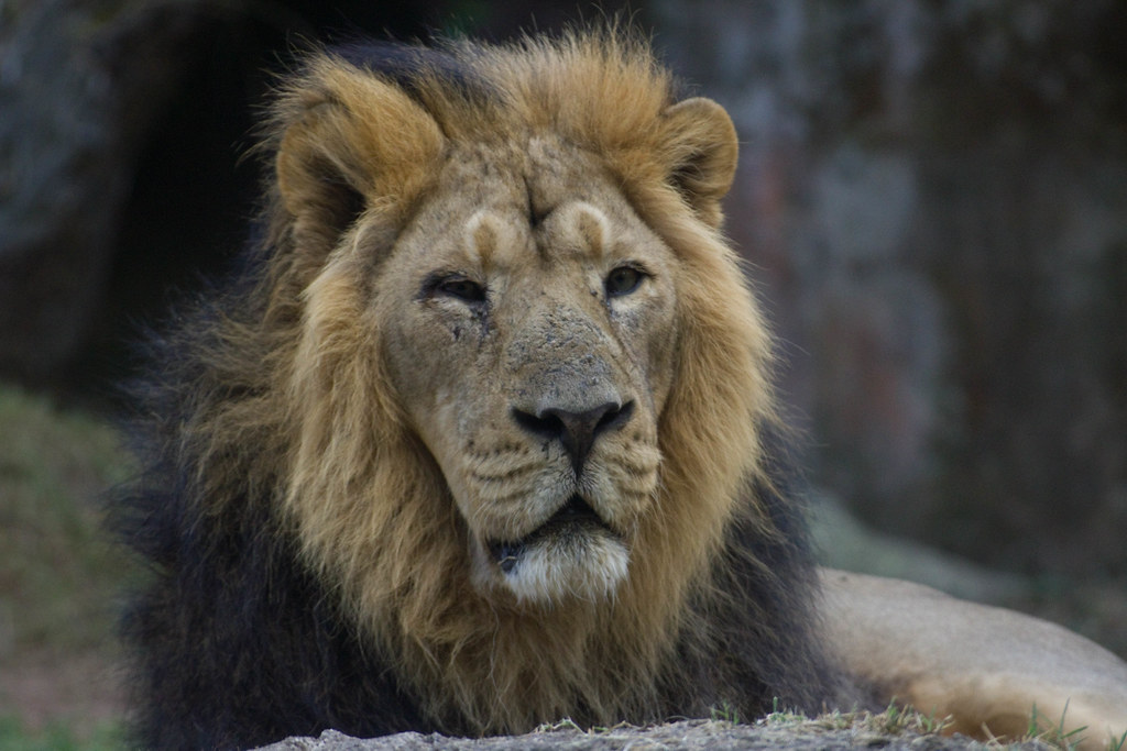 Un maestoso leone maschio con una folta criniera riposa nel suo exhibit al Bioparco di Roma.