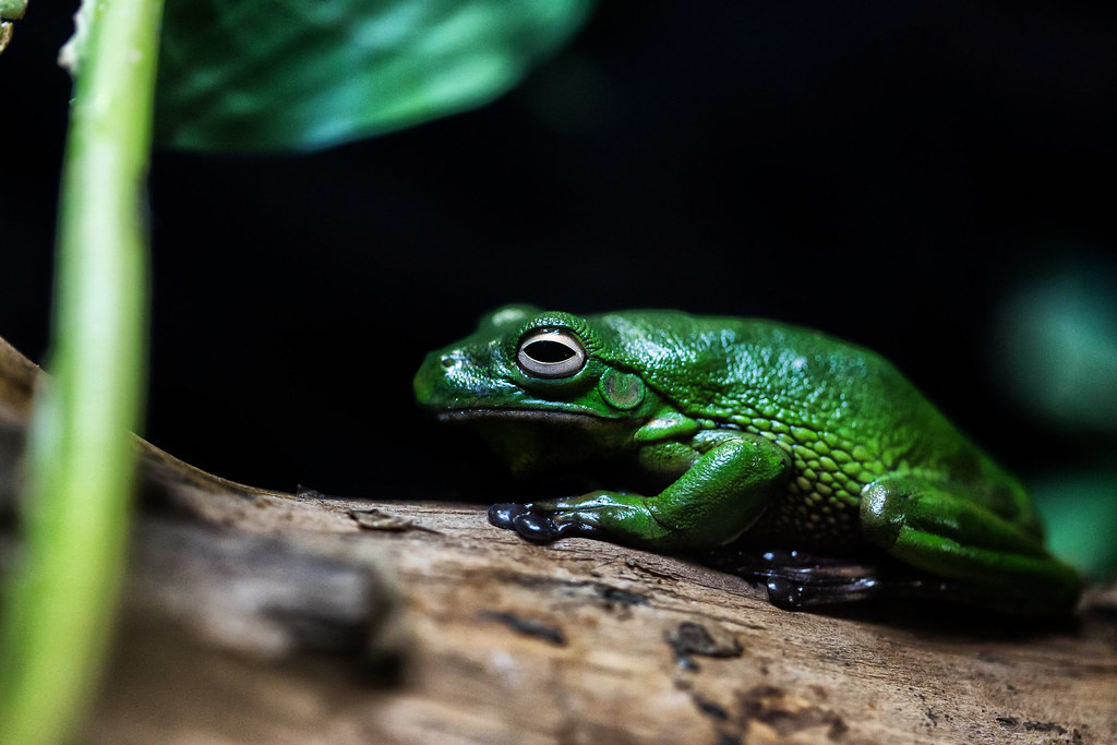 Una rana dai colori vivaci, probabilmente una raganella, in primo piano nel Rettilario del Bioparco di Roma.