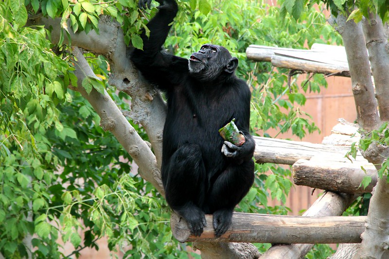 Una scimmia, forse un macaco o un cercopiteco, osserva curiosa i visitatori del Bioparco di Roma.