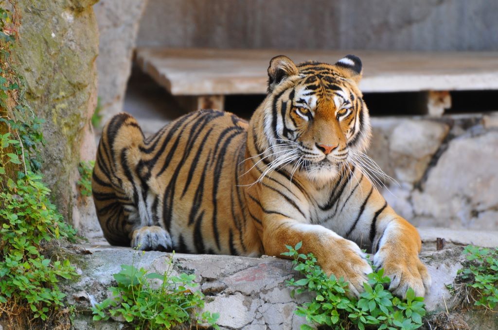 Una tigre di Sumatra, con il suo manto a strisce arancioni e nere, cammina nel suo exhibit naturalistico al Bioparco di Roma.